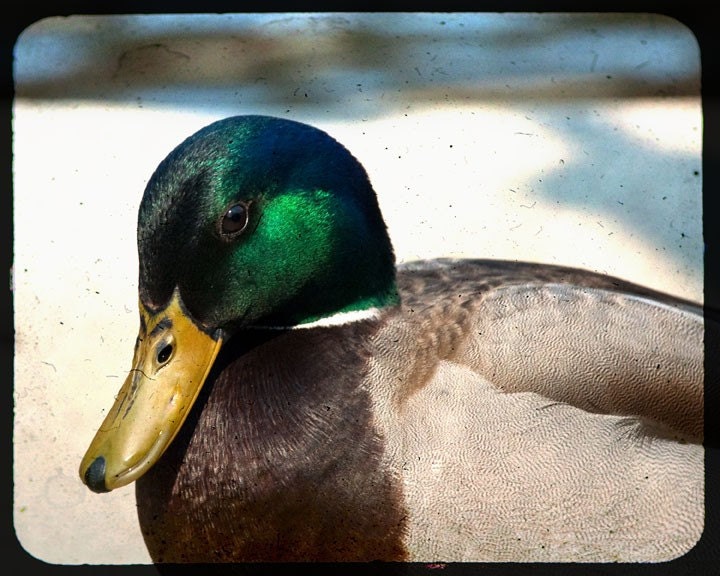 Wildlife Portrait Photograph, Mallard Duck, Emerald Green, Home Decor, 8x10 print