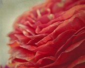 Fine Art Photo Print, Vintage Crimson Red Flower Macro Photograph, 8x8 Wall Decor, ranunculus flower