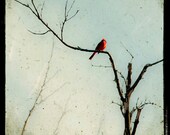 TTV Nature Photograph, Red Cardinal Nature Photo, 8x8 Modern Home Decor Print, as seen at the GBK Primetime Emmys Gift Lounge