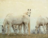 Horse Photography, Dreamy Animal Photography, White Horses, 8x12 Nature Photo, White, Cream, Golden