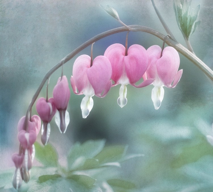 SALE  Floral Photograph - Bleeding Hearts 8x8 Fine Art Print - GeorgiannaLane