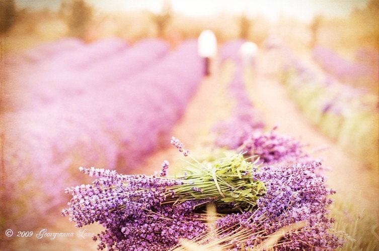 French Country Photography - Lavender Harvest 8x12 Fine Art Photograph, Home Decor, Wall Art