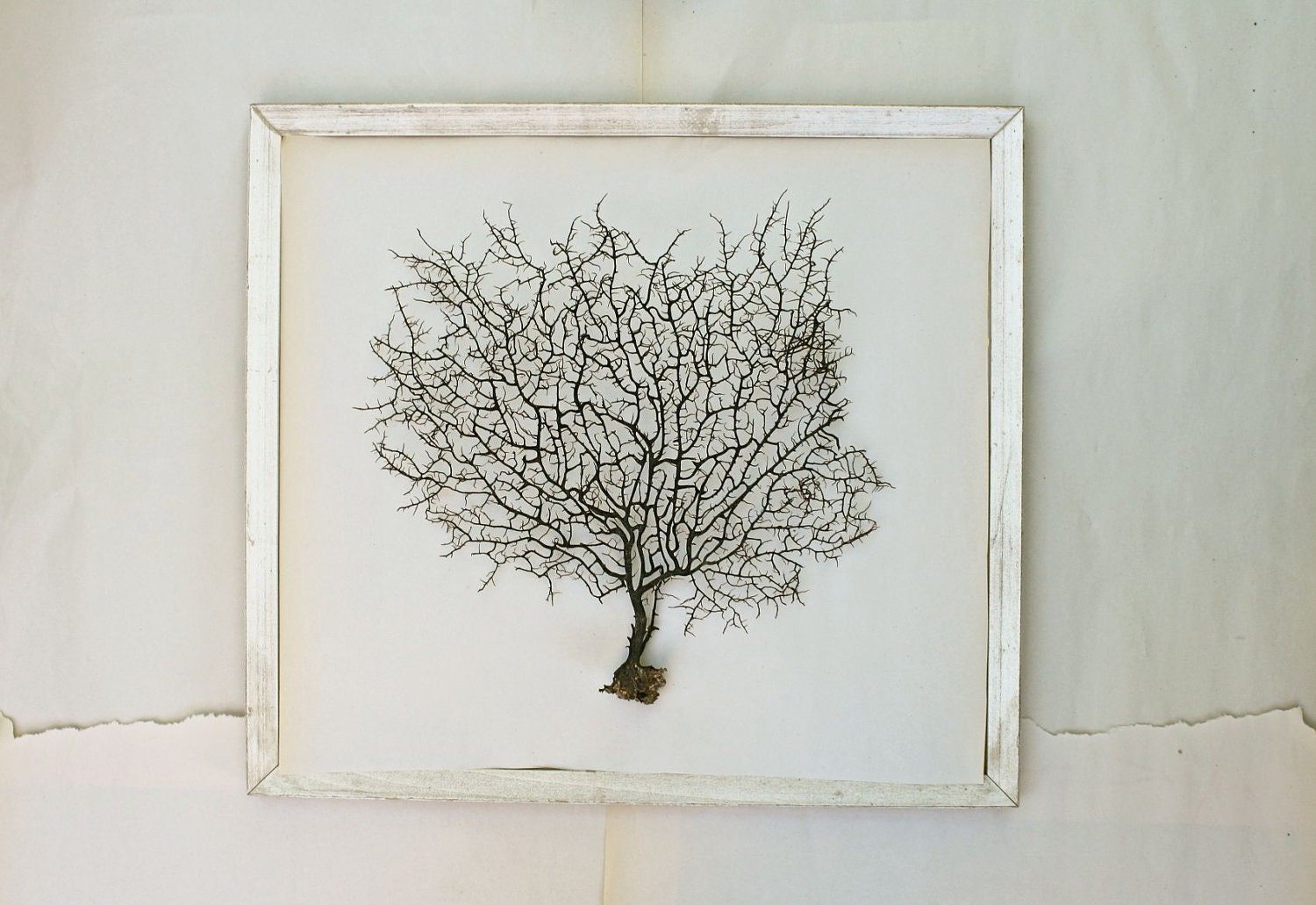 sea fan . beach chic nautical cottage decor . 10" - 14"