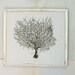 sea fan . beach chic nautical cottage decor . 9" - 14"