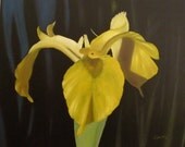 original oil on canvas, "Yellow Iris" 16X20 with frame
