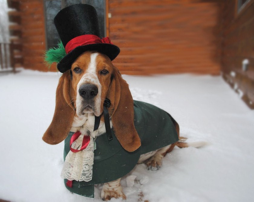 Custom Victorian Ringbearer Dog Pet Costume outfit for LARGE DOG
