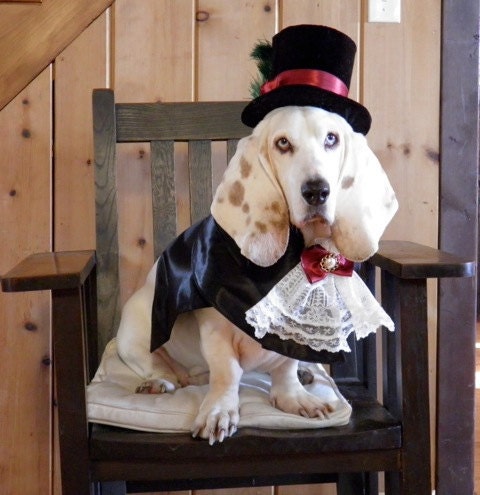 Custom Victorian Ringbearer Dog Pet Costume outfit for LARGE DOG