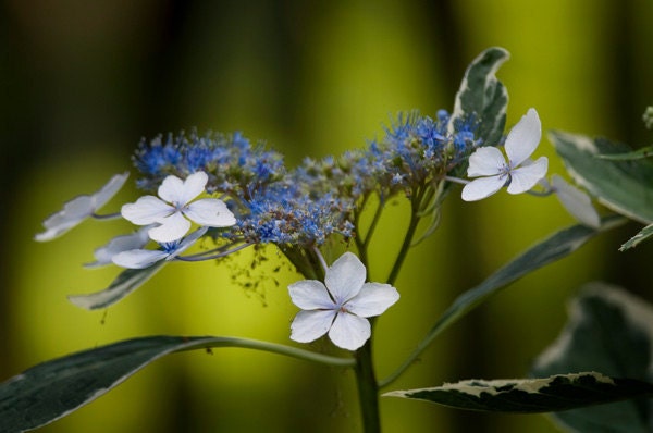 Flower Photograph of a Hydrangea titled Twist n Shout-- 8" x 10" on Fine Art Paper