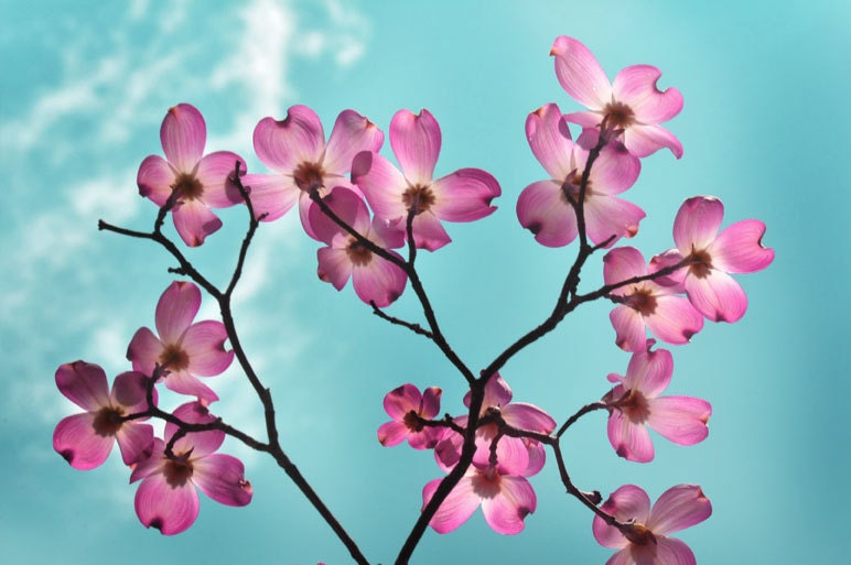 Dogwood Flower Photo in Aqua and Pink titled Enamored -- 5x7 Fine Art