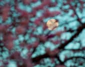 Moon Photograph titled Full Moon Through the Peach Trees-- 11x14 on Fine Art Paper