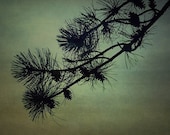 The Pine 8x10 Fine Art Photography Print