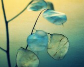 Fine Art Nature Photography - Little Light - 8x10