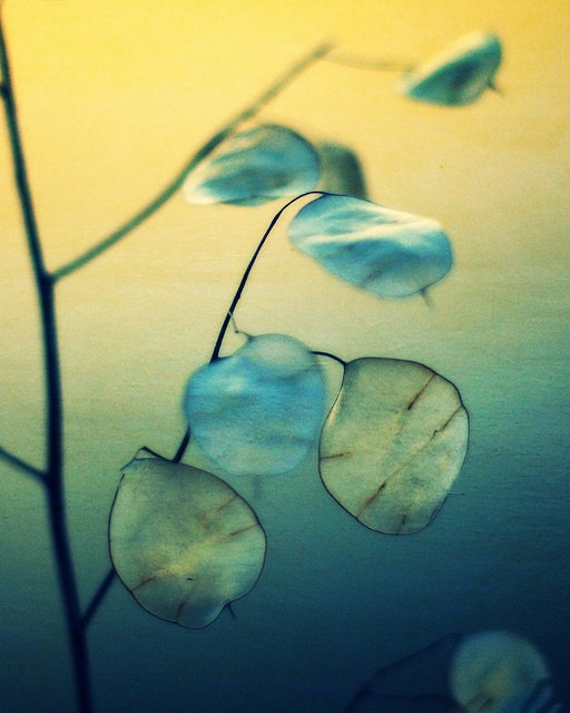 Fine Art Nature Photography - Little Light - 8x10