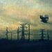 Fine Art Photography - Crow Power 5x7
