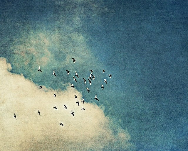 Nature Photography Print - Little Dreams On The Wing 8x10