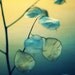 Fine Art Nature Photography - Little Light - 8x10