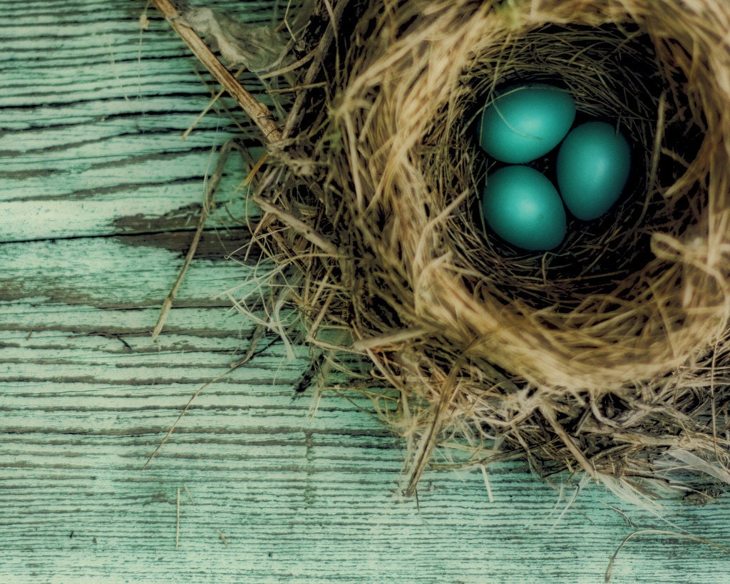 Nature Photography - natural history brown bird's nest on a sea of teal blue - Little Gems 5x7