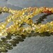 AA Multi Color African Sapphire faceted briolettes, 1/2 strand, 2.8 x 2.5 - 5 x 3mm