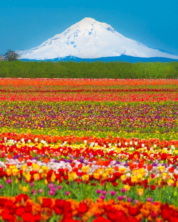 Tulip Field - photograph white mountain field of spring flowers farm Oregon feminine colorful - Tulips Below the Volcano