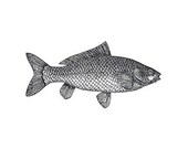 Unmounted Rubber Stamp - Fish 3 - Carp