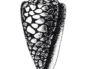 Unmounted Rubber Stamp - Seashell 12 - Cone Shell