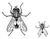 Unmounted Rubber Stamp Set - House Flies (2 Stamps)