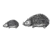 Unmounted Rubber Stamp Set - Hedgehogs (2 Stamps)