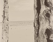 Forest photography forest photograph 5x7 black and white sleeping bear national lakeshore ghost forest modern tree fine art M22