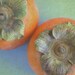 Persimmon - 5x5 Fine Art Photograph