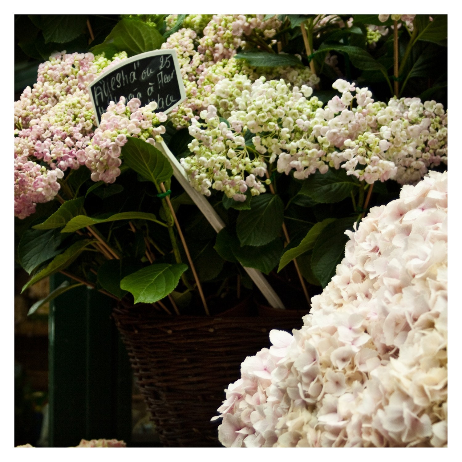 The Flower Market- 8x10 Signed Fine Art Photograph