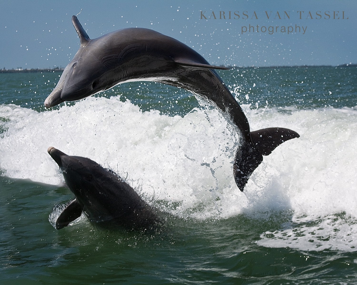Dolphin Photograph - The Circle of Life- 8x10 Photograph - Dolphin Photography - Ocean Photograph