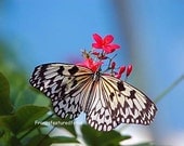 The Kite Butterfly    Nature Photography     8 x 10 Beautiful Bright Colors of Blue  Red Brown pink