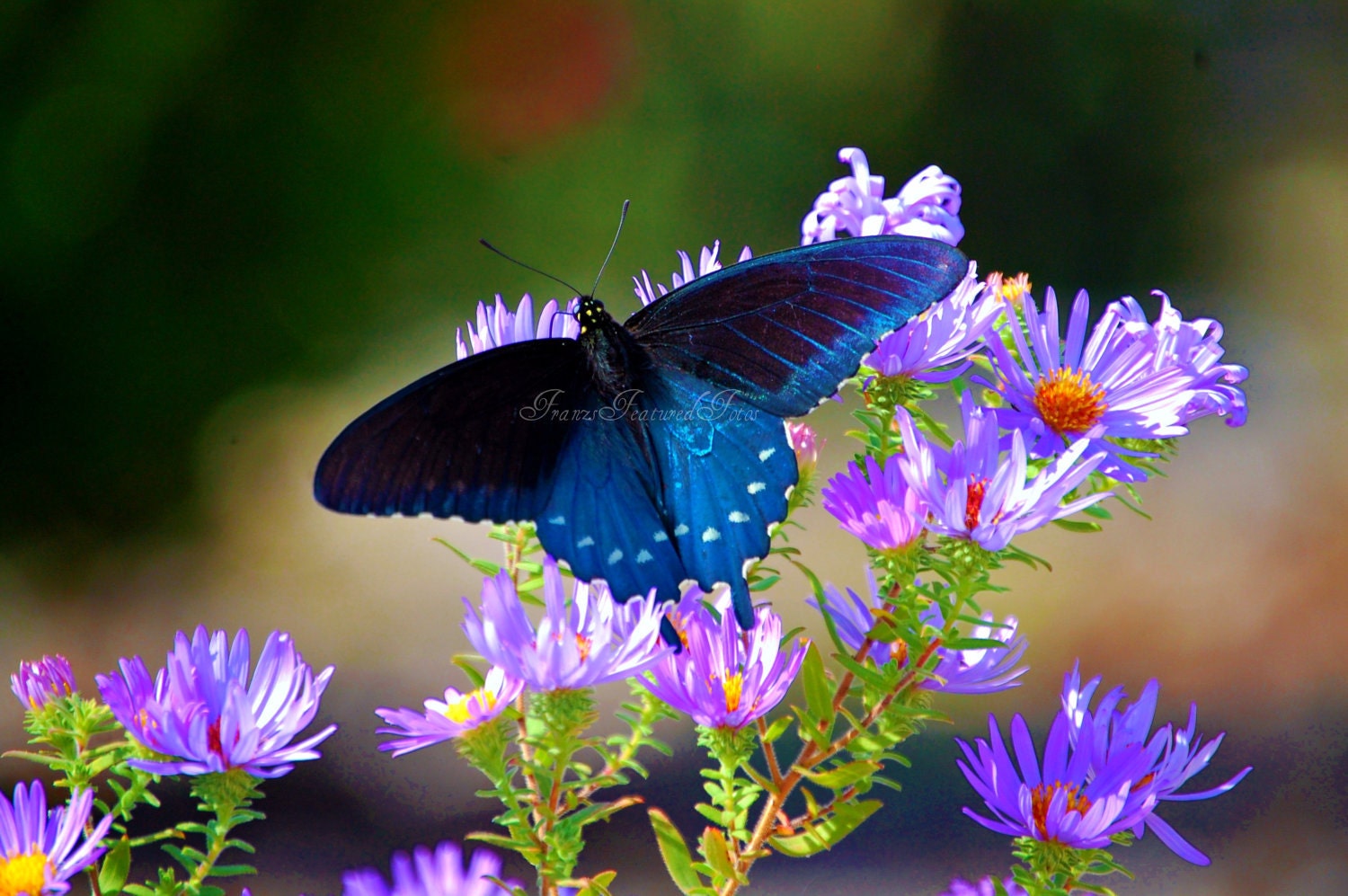 Butterfly Nature Macro Photography 8x10  Home Deco Print- Flower Photography-Landscape -Pinks-Purples-Black-Blue - FranzsFeaturedFotos