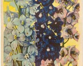 Vintage Flower Seed Packet Tuckers Seed House Lithograph DELPHINIUM (Carthage, Missouri)