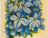 Vintage Flower Seed Packet Tuckers Seed House Lithograph LOBELIA (Carthage, Missouri)