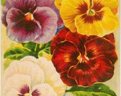 Vintage Flower Seed Packet Tuckers Seed House Lithograph PANSY Carthage, Missouri