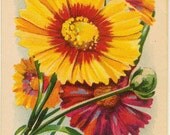 Vintage Flower Seed Packet Tuckers Seed House Lithograph CALLIOPSIS (Carthage, Missouri)