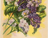Vintage Flower Seed Packet Tuckers Seed House Lithograph HELIOTROPE Carthage, Missouri