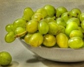 Shimmering Green Grapes - 8.5x11 Fine Art Photograph