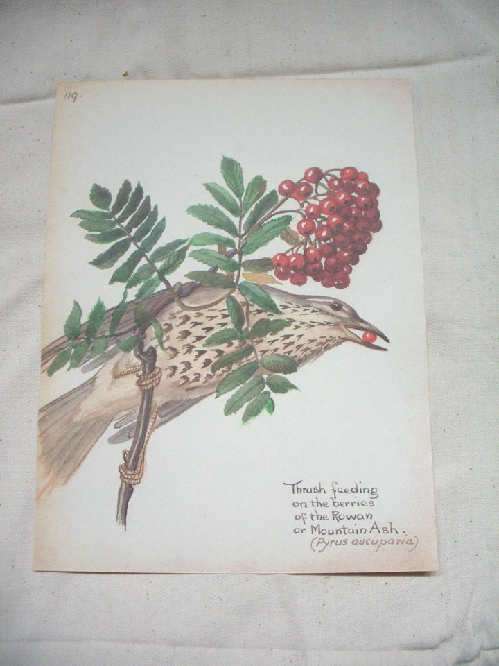 Papergoods. Vintage Book. 1970s Vintage Book Botanical Illustration. Vintage Book. Vintage Paper. Vintage  Ephemera.