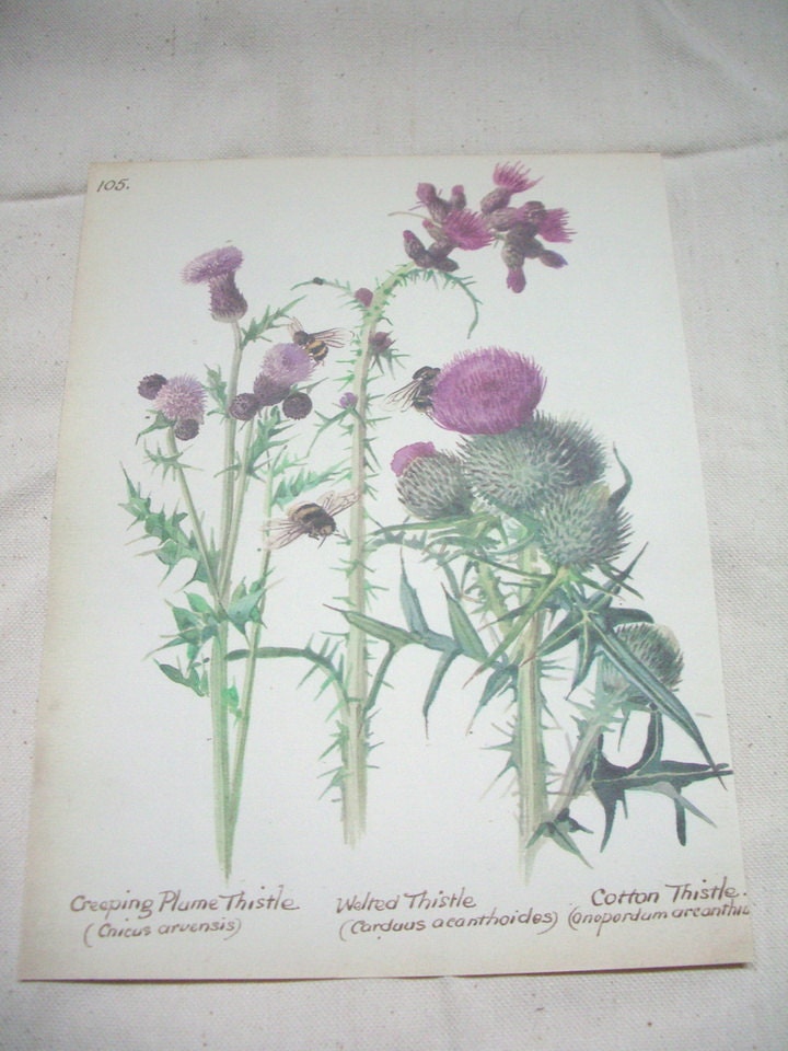 Papergoods. Vintage Book. 1970s Vintage Book Botanical Illustration. Vintage Book.  Vintage Paper. Vintage  Ephemera.