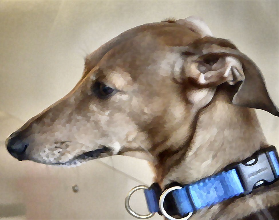 Photograph Greeting Card Portrait of a Greyhound Dog Watercolor