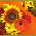 Photograph Blank Greeting Card Sunflower Melody