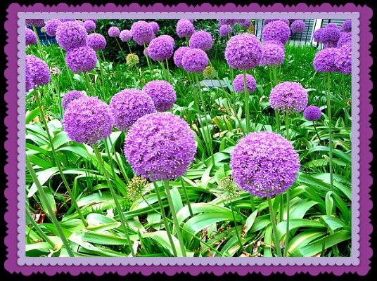 Photograph Greeting Card  Allium Purple Lavender  photo card