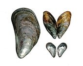 Mussel Shells Watercolor Painting Print