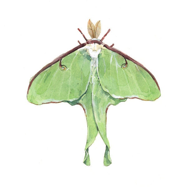 Luna Moth Watercolor Print - Insect illustration - studiotuesday
