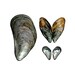 Mussel Shells Watercolor Painting Print