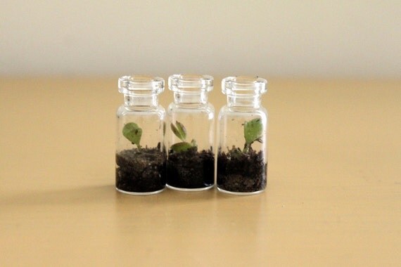 Three Itty Bitty Terrariums