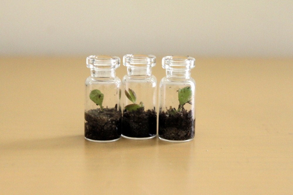 Three Itty Bitty Terrariums