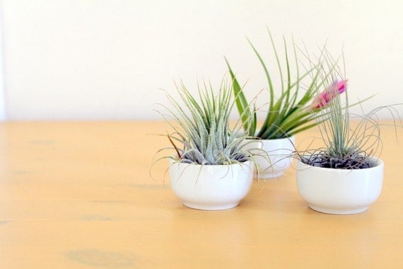 Cup O' Air Plant